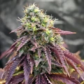 thumb of Blackberry Moonrocks Feminized by WeedSeedsExpress grown by Dabking